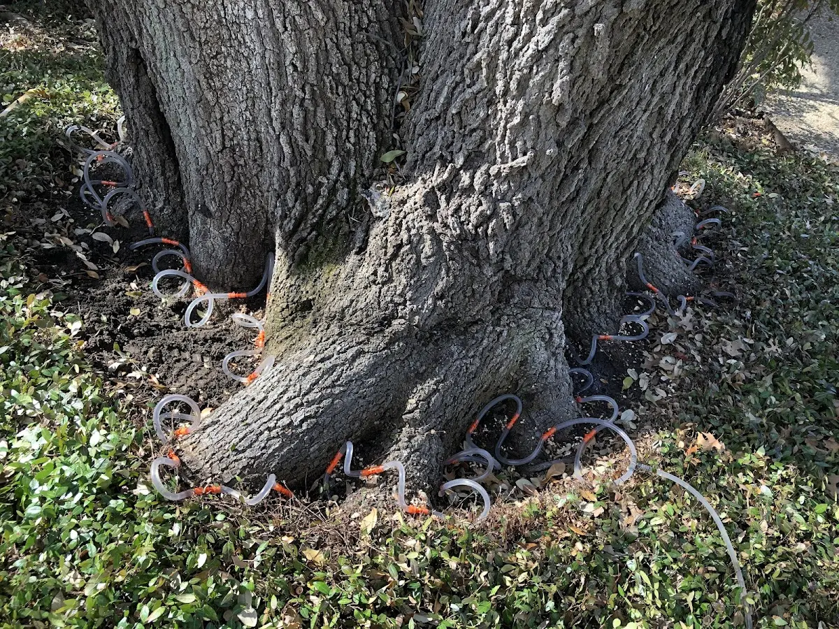 Detailed Tree Cabling and Bracing job site in Bondurant