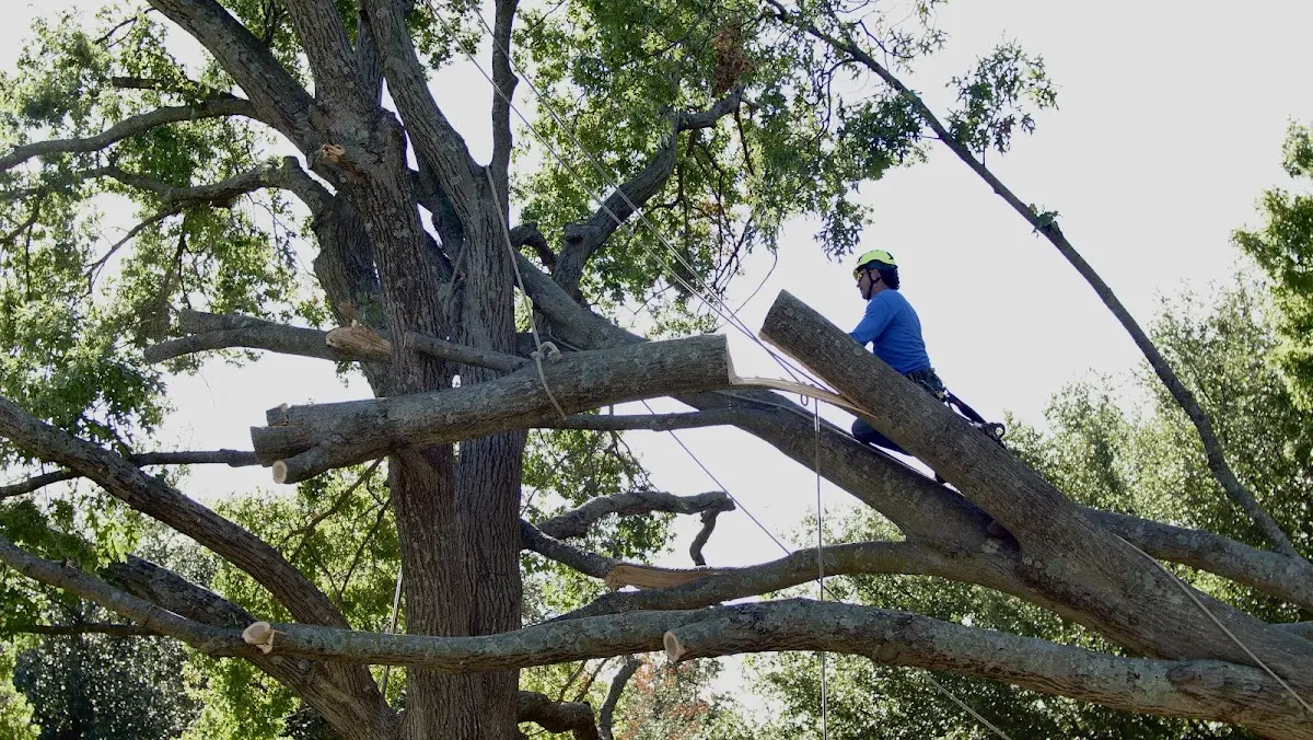 Professional Crown Thinning performed by certified arborists in Bondurant