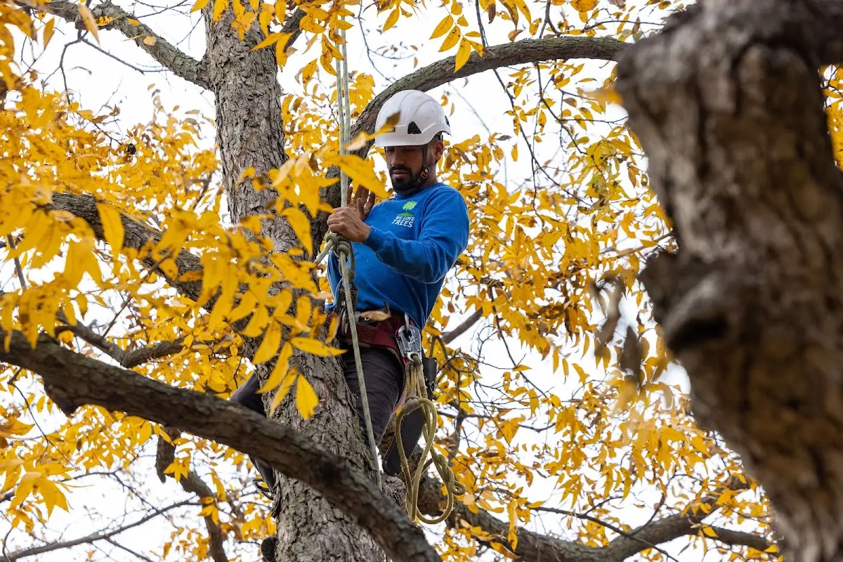 Skilled Tree Trimming crew working in Bondurant